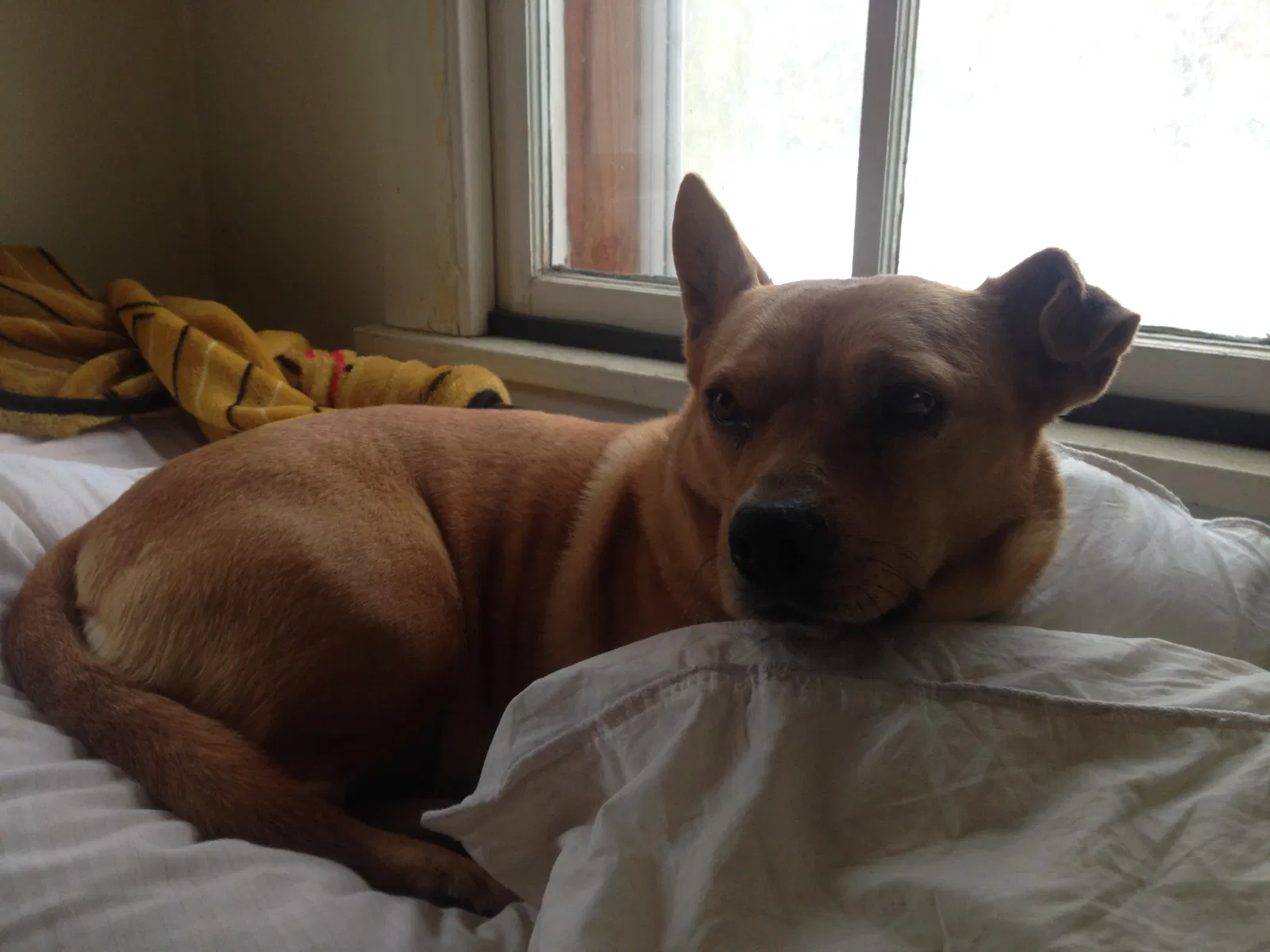 Lost dog in Springfield, IL, 62711