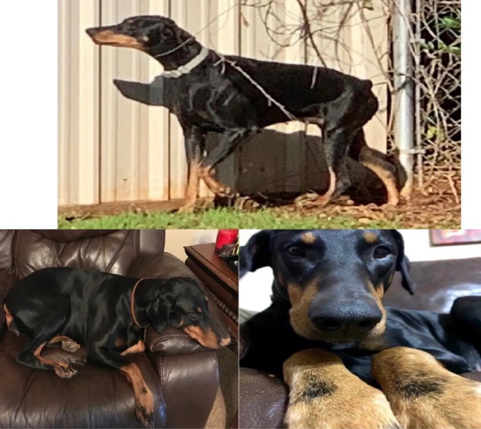 Lost dog in Cushing, TX, 75760