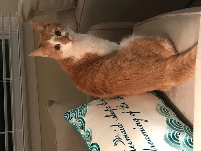 Lost cat in Doylestown, PA, 18902