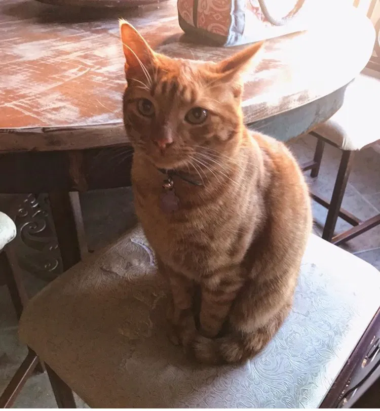 Lost cat in Allen, TX, 75002