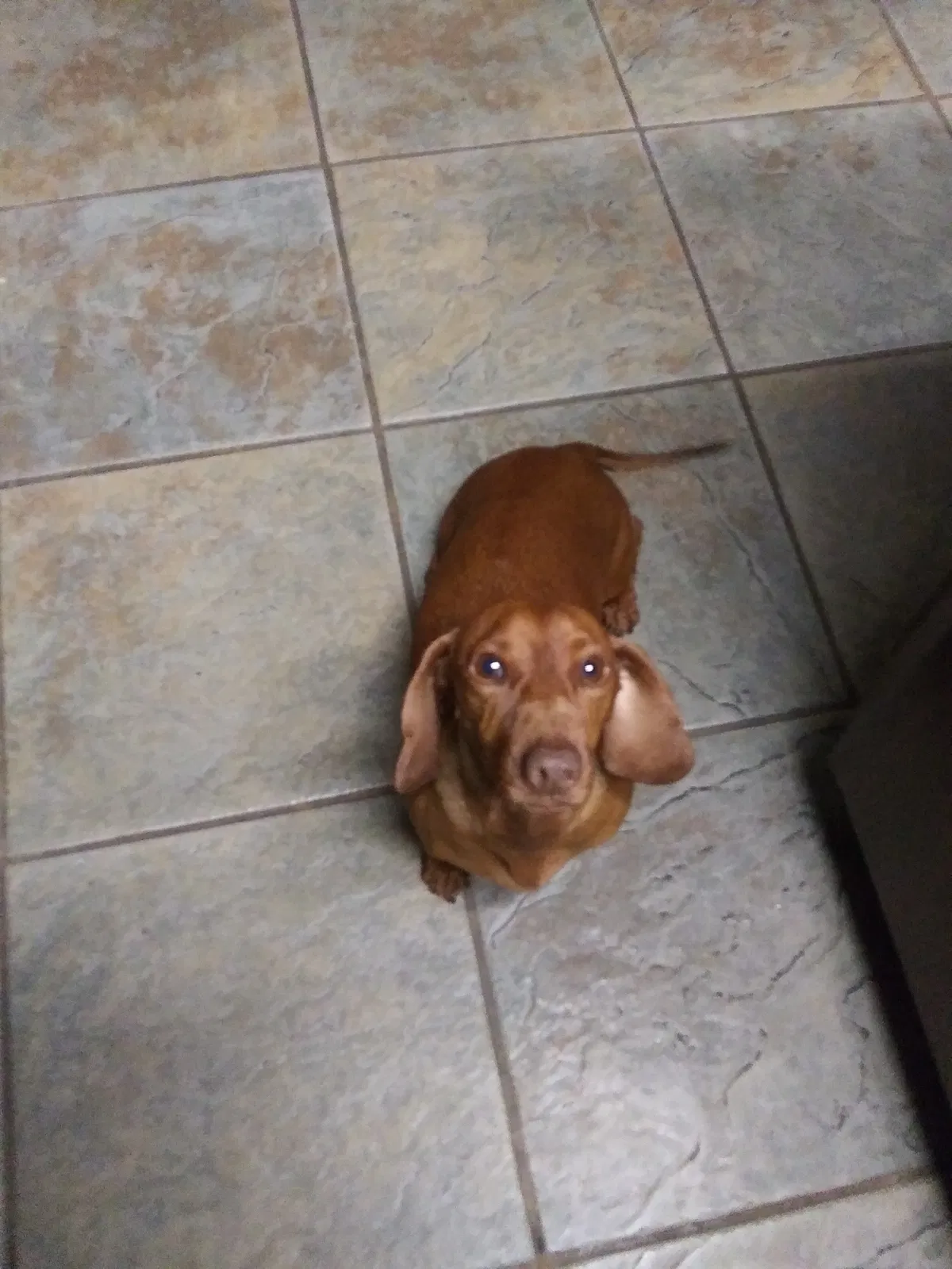 Lost dog in Laredo, TX, 78045