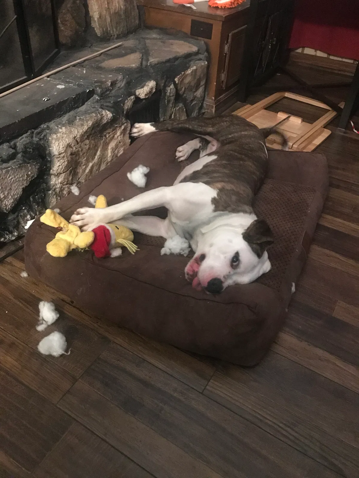 Lost dog in Jackson, TN, 38305