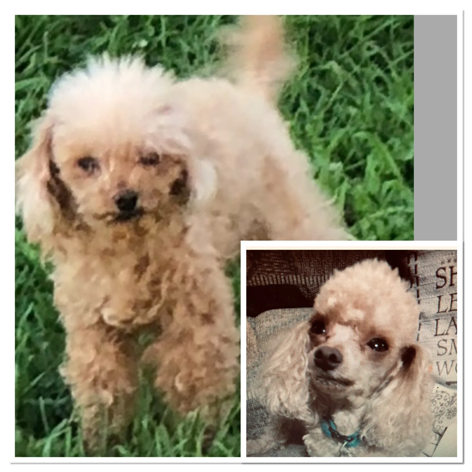 Lost dog in Saint Paul, MN, 55128
