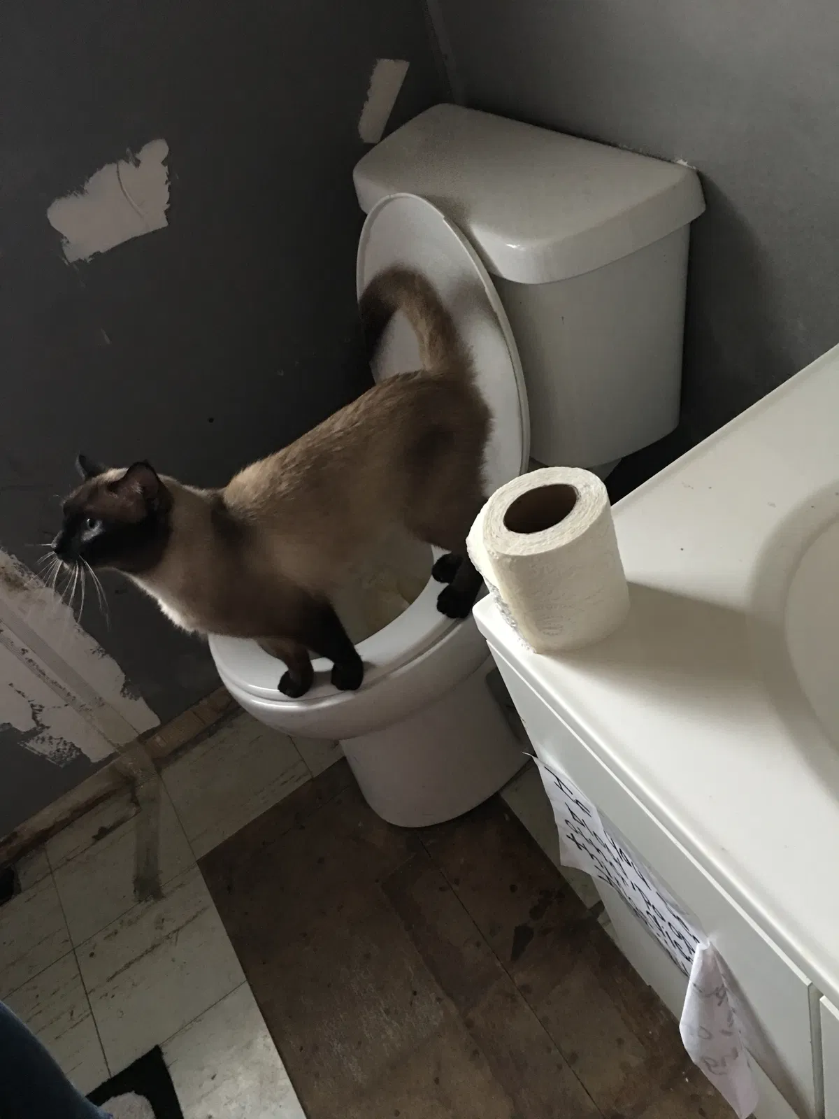 Lost cat in Hamler, OH, 43524