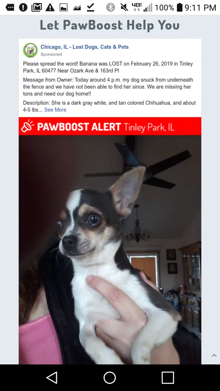 Lost dog in Tinley Park, IL, 60477