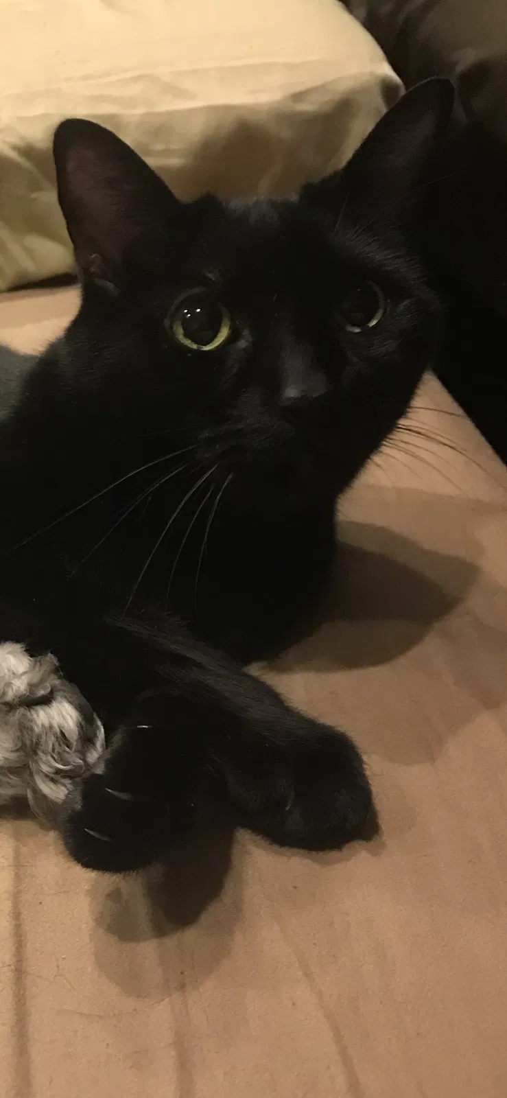 Lost cat in Unknown, TX, 75072