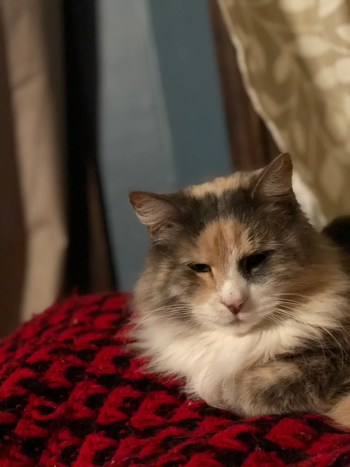 Lost cat in Independence, MO, 64055