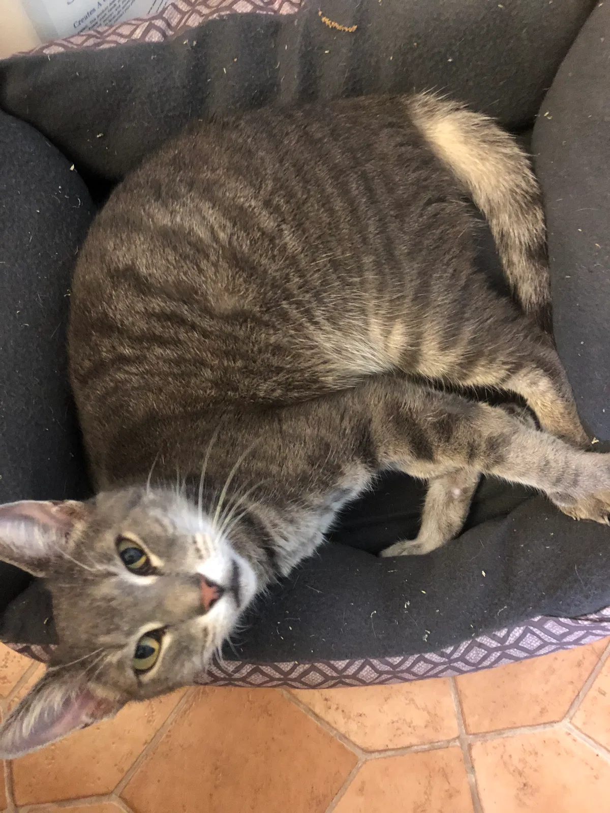 Lost cat in Hanahan, SC, 29410
