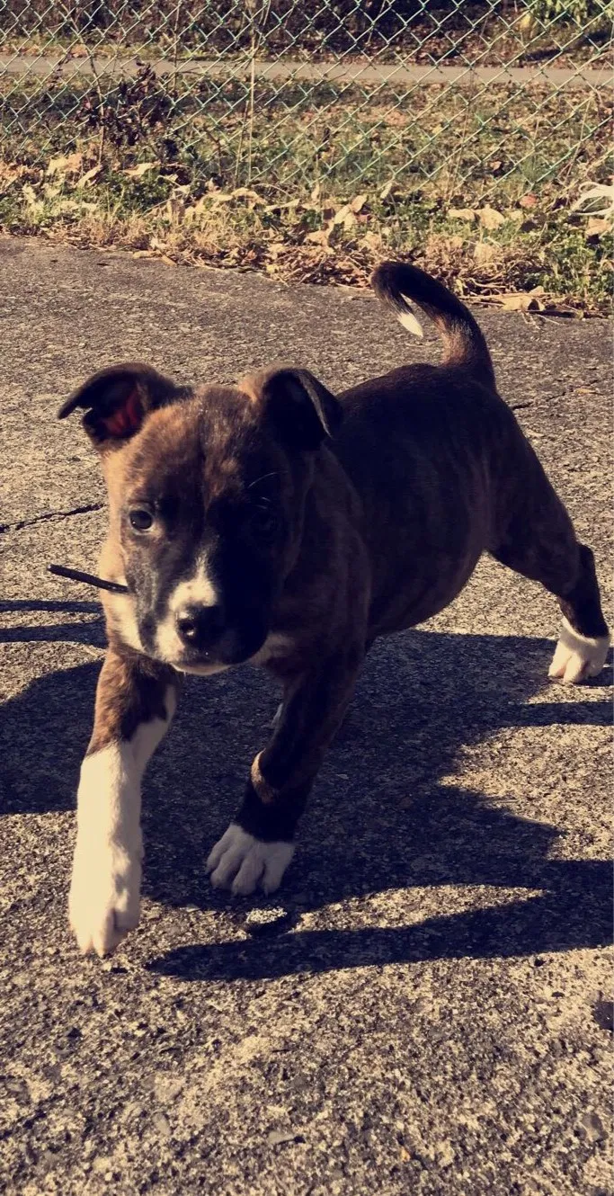Lost dog in Dalton, GA, 30720