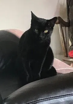 Lost cat in Chester, VA, 23831