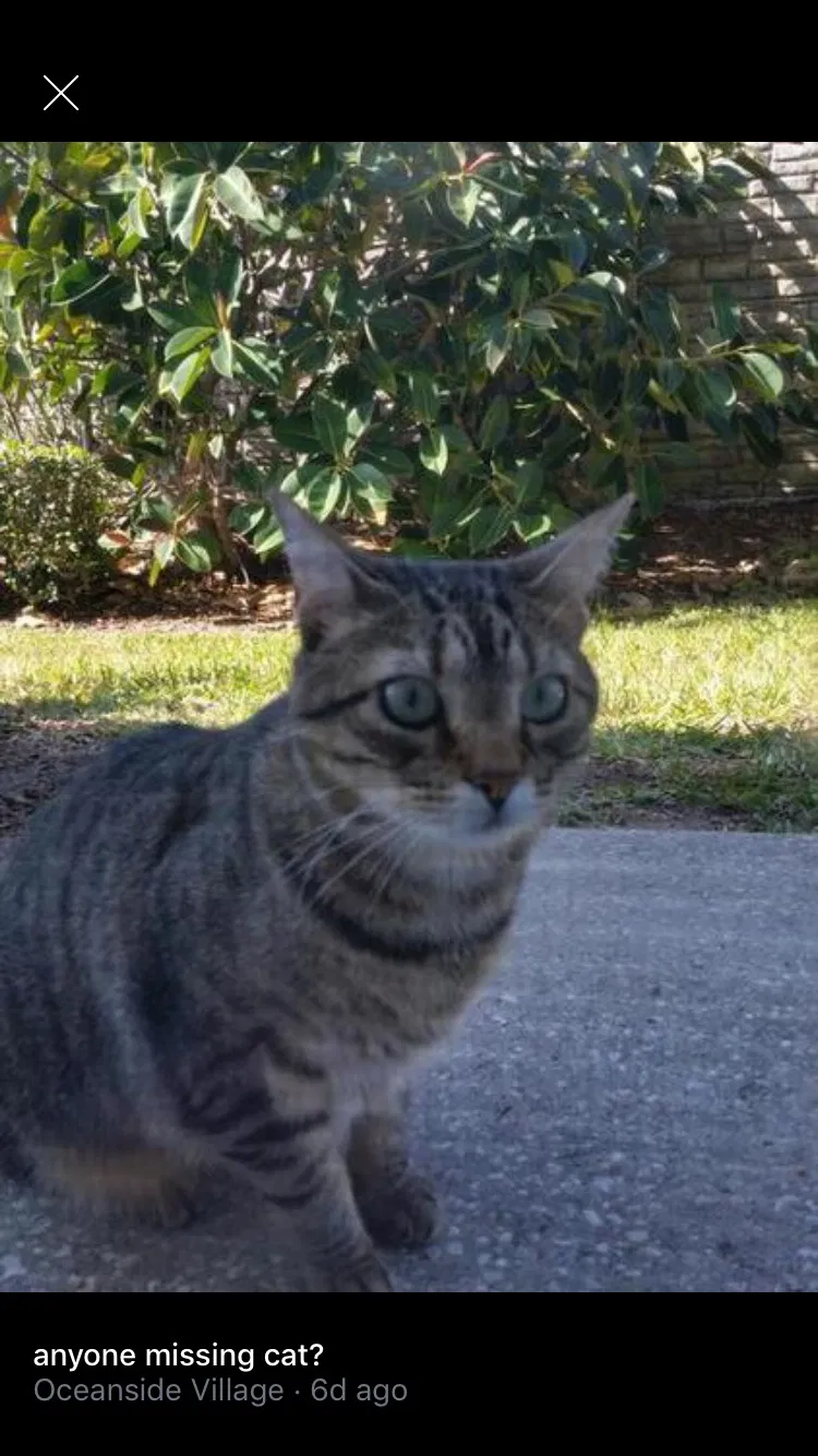 Lost cat in Indialantic, FL, 32903