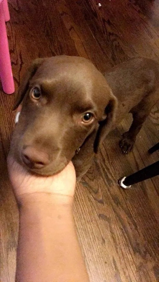 Lost dog in Inkster, MI, 48141