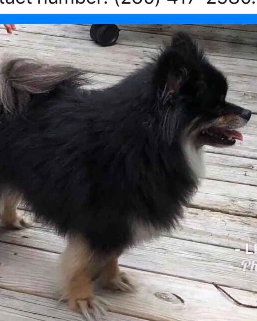 Lost dog in Hoagland, IN, 46745