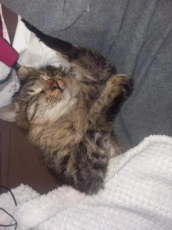 Lost cat in Panama City, FL, 32412