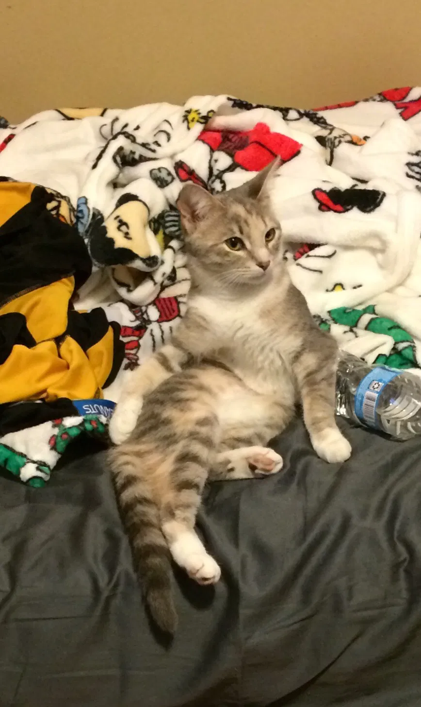 Lost cat in Unknown, IN, 46243