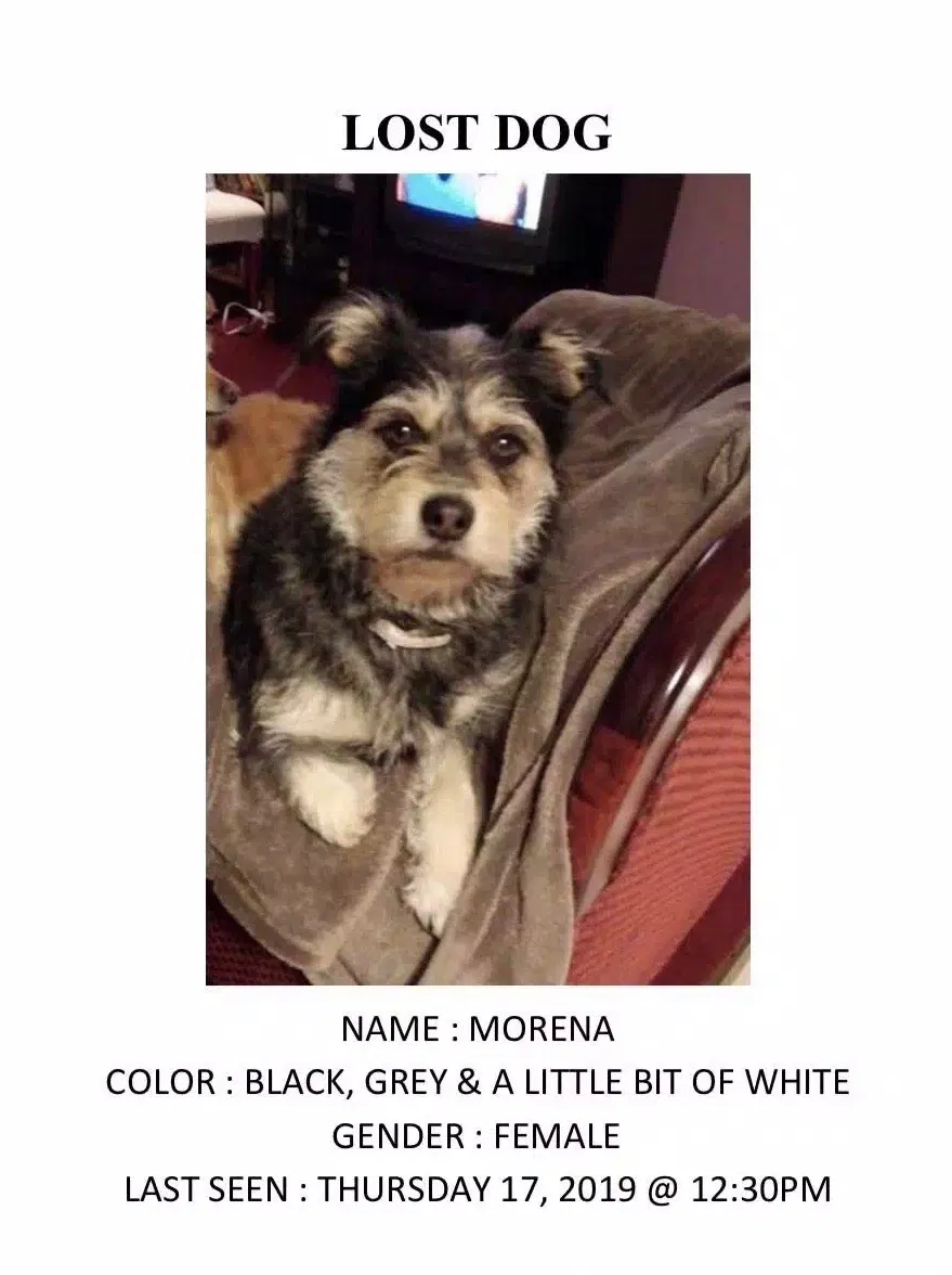 Lost dog in San Pablo, CA, 94806