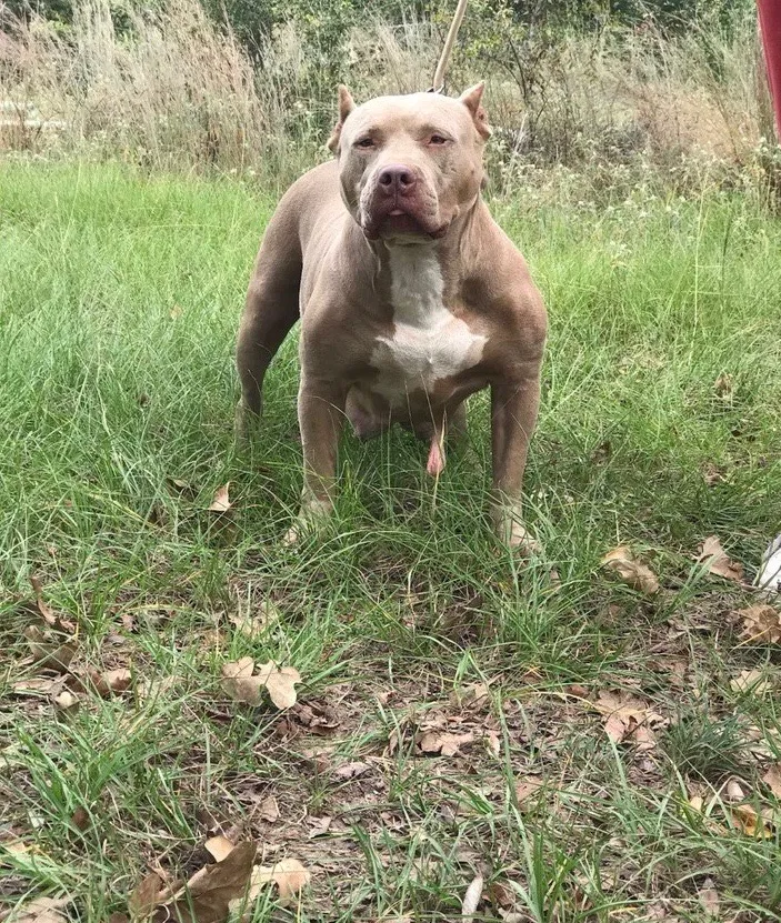 Lost dog in College Station, TX, 77840
