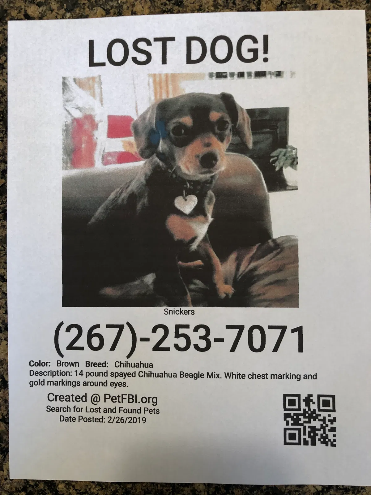 Lost dog in Hatfield, PA, 19440