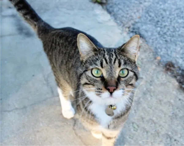 Lost cat in Aurora, IL, 60505