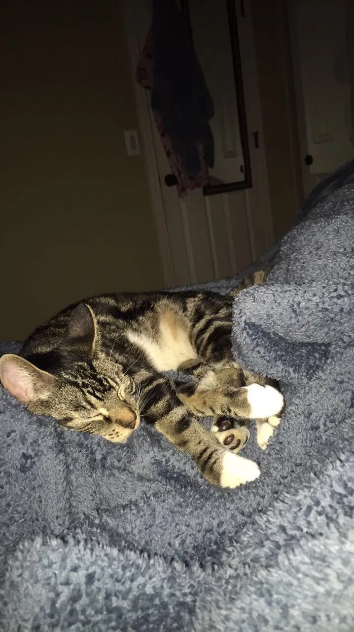 Found cat in Oregon City, OR, 97045