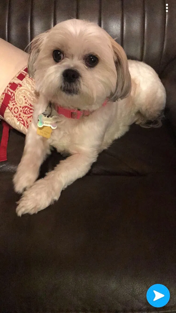 Lost cat in Charlotte, NC, 28216