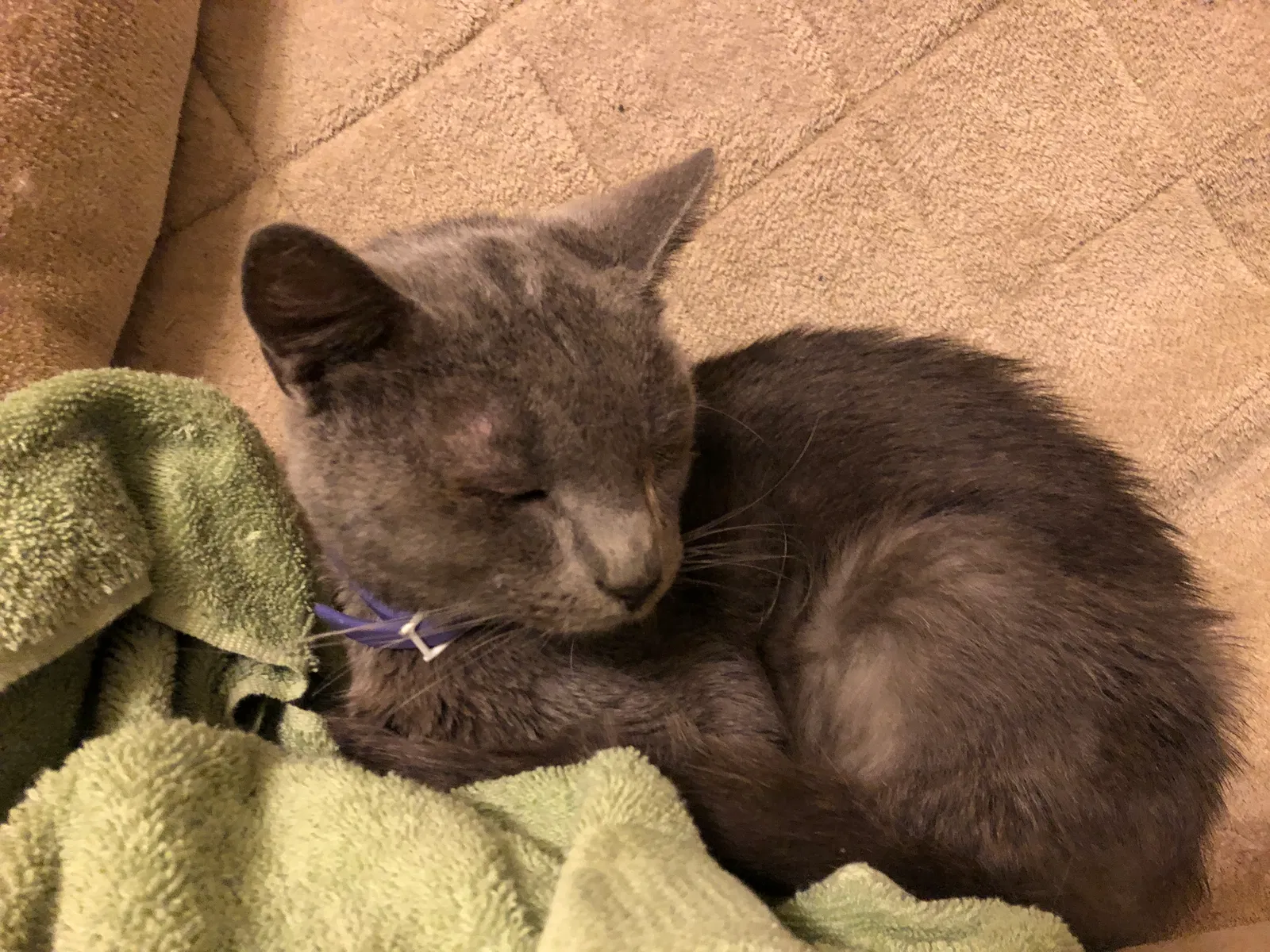 Found cat in Baltimore, MD, 21230