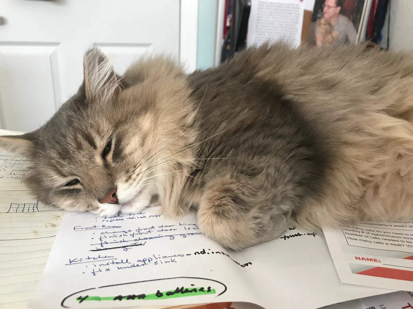 Lost cat in Arvada, CO, 80002