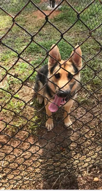 Lost dog in Rome, GA, 30165
