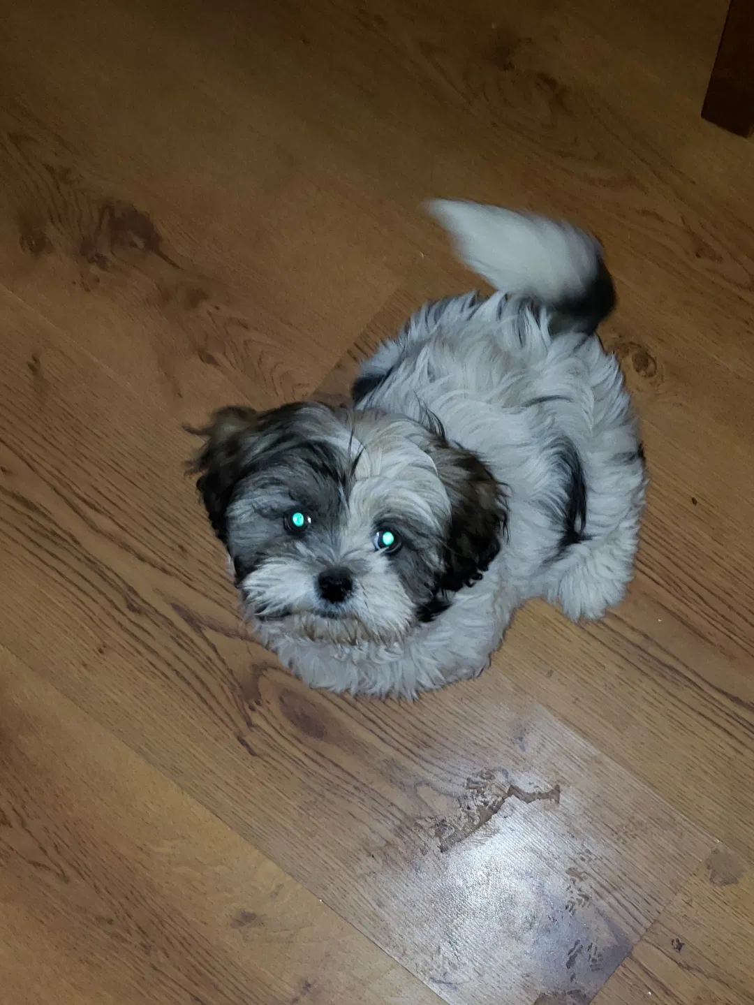 Lost dog in Tucson, AZ, 85730