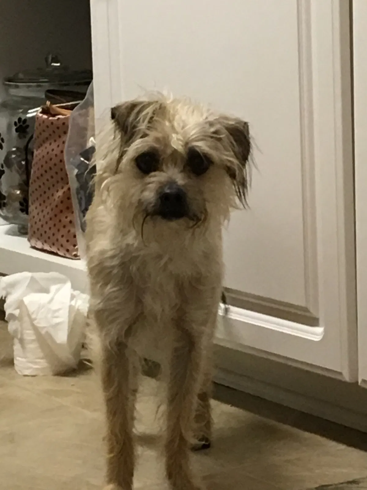 Found dog in Kernersville, NC, 27284