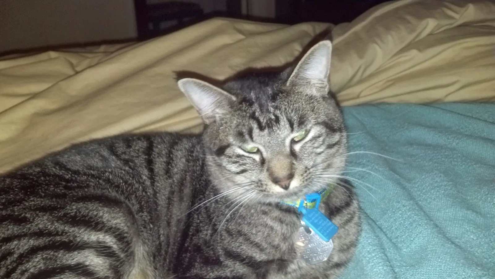 Lost cat in Richmond, TX, 77406