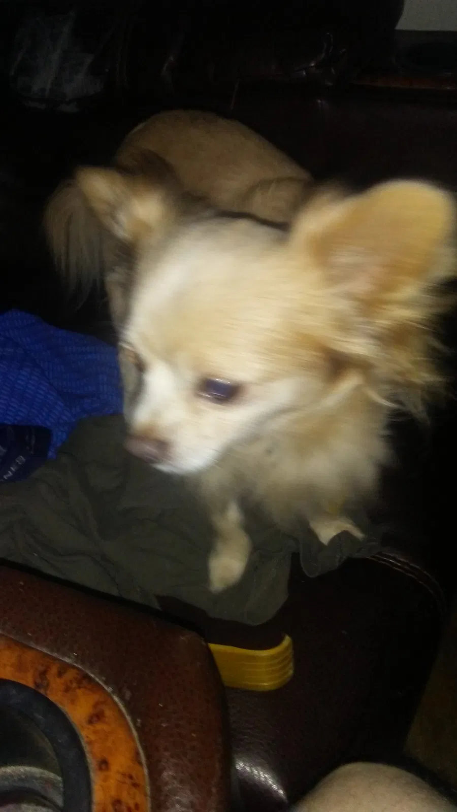 Lost dog in Wichita, KS, 67219