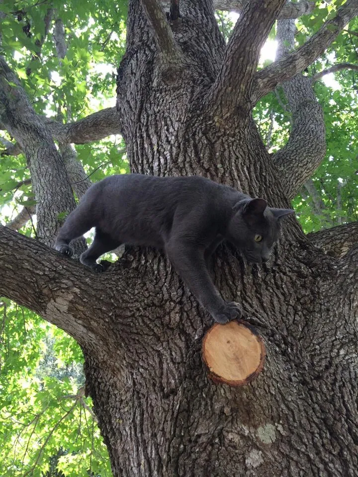 Lost cat in Englewood, FL, 34224