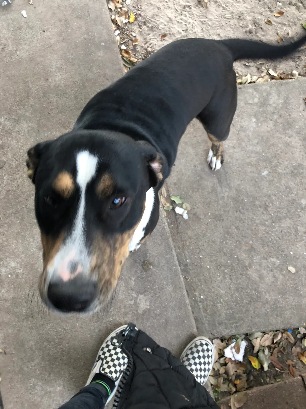 Lost dog in Corpus Christi, TX, 78415
