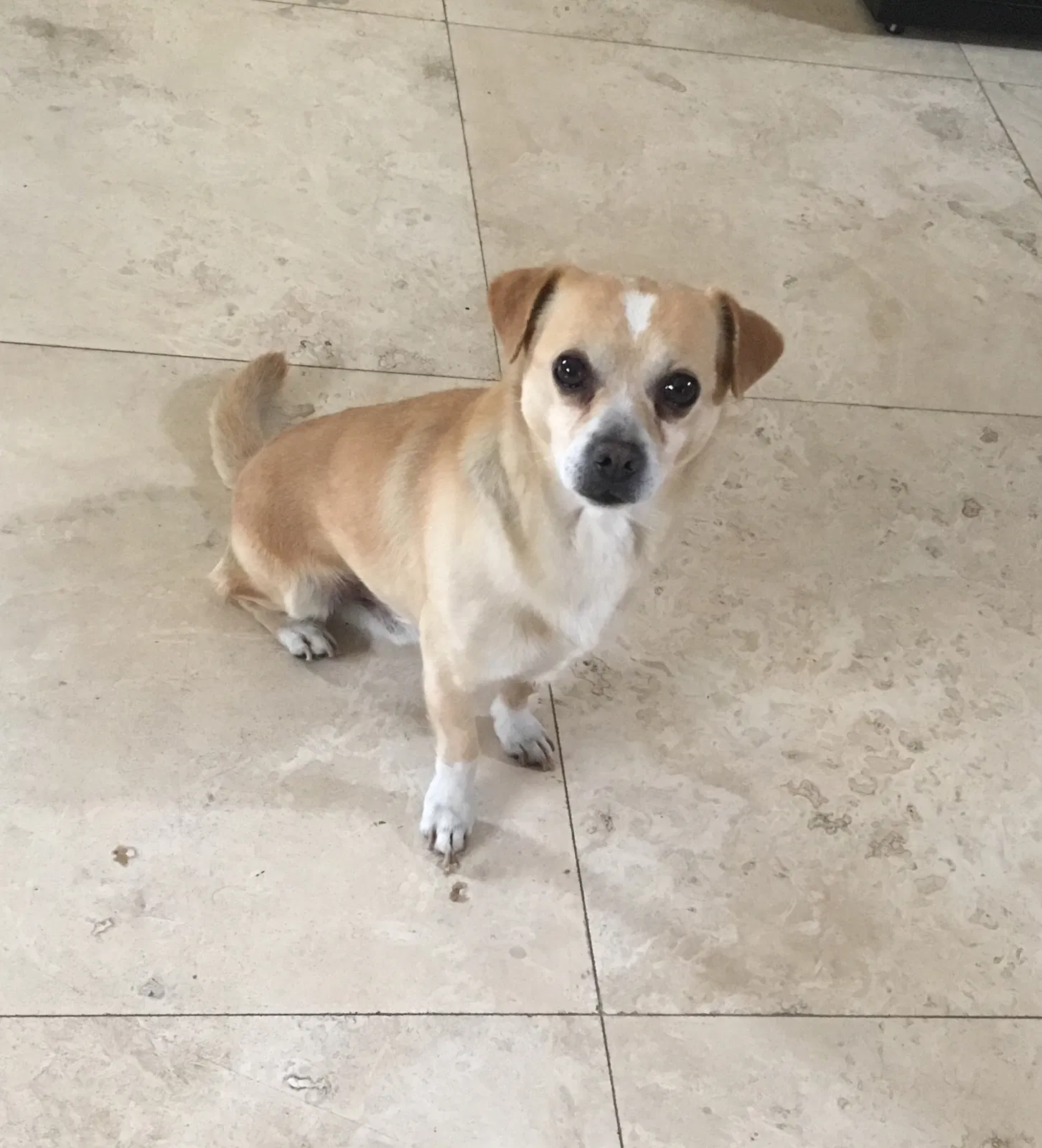 Found dog in Hawthorne, CA, 90250