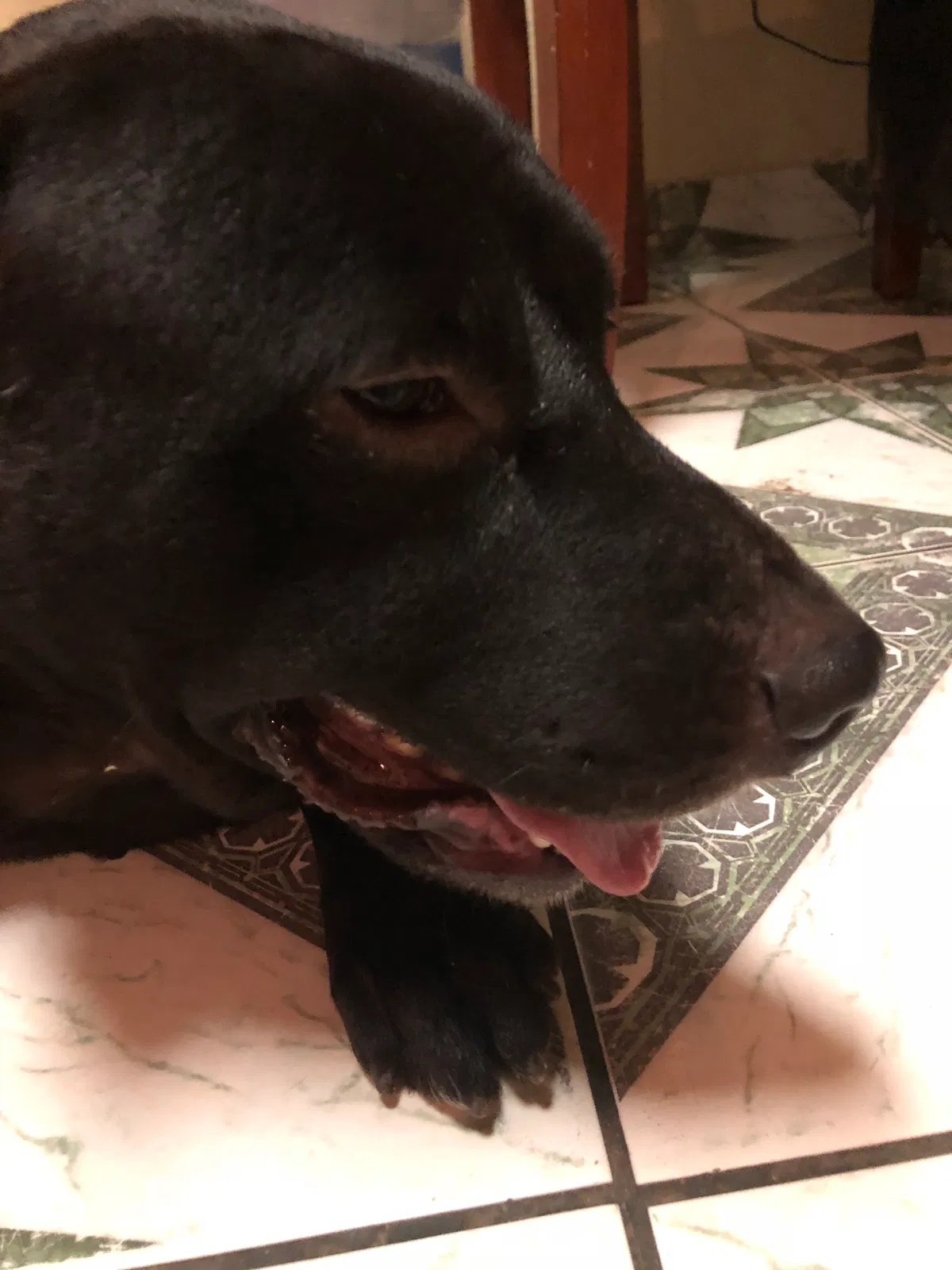 Lost dog in Corpus Christi, TX, 78415
