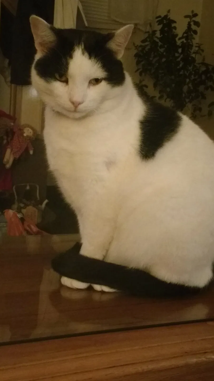 Lost cat in Mc Kees Rocks, PA, 15136