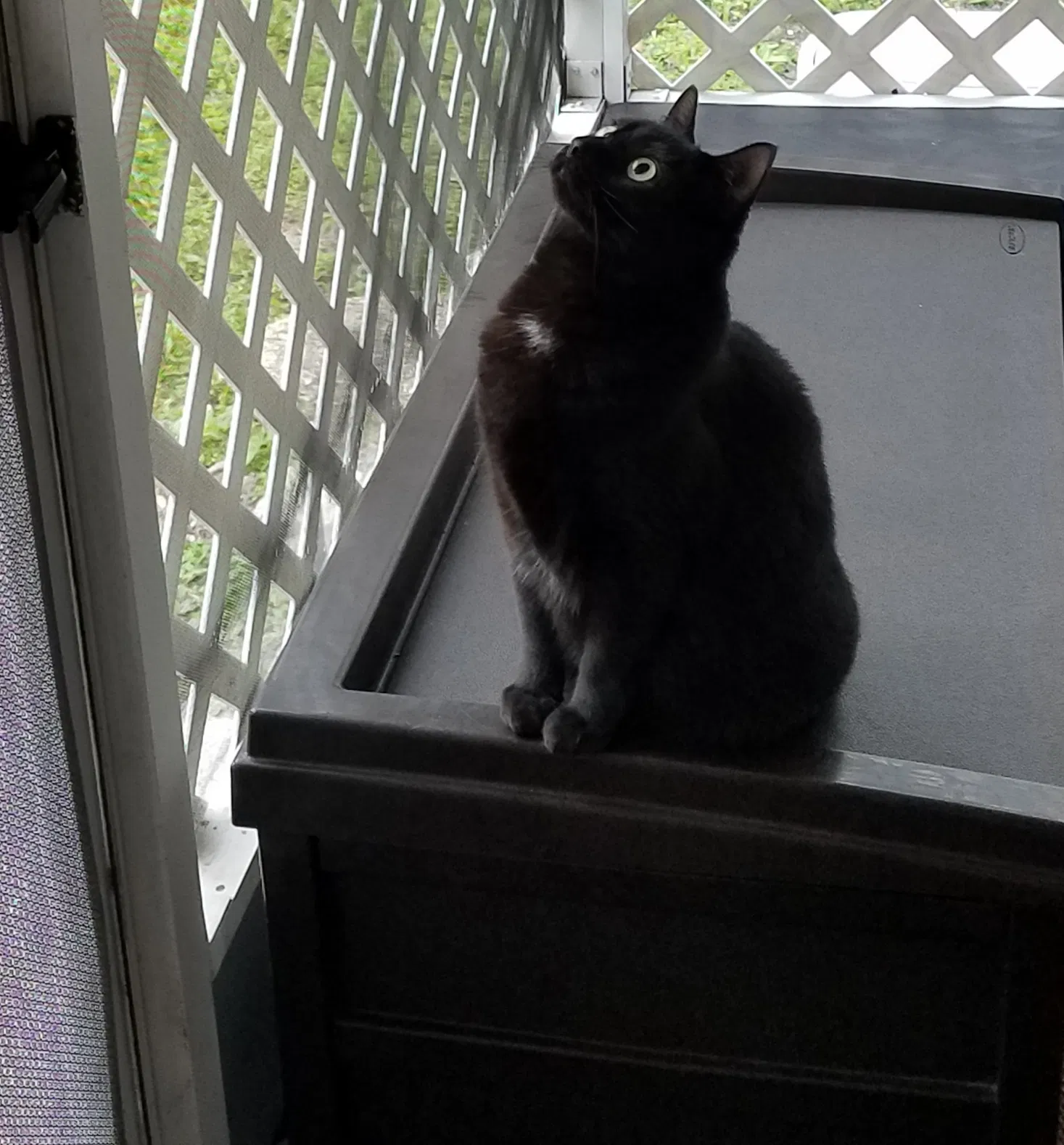Lost cat in Port Richey, FL, 34668