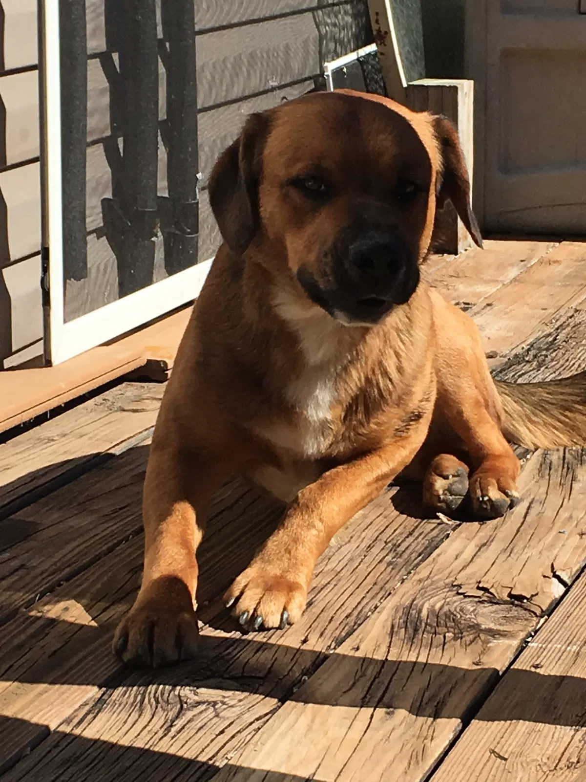 Found dog in Clendenin, WV, 25045
