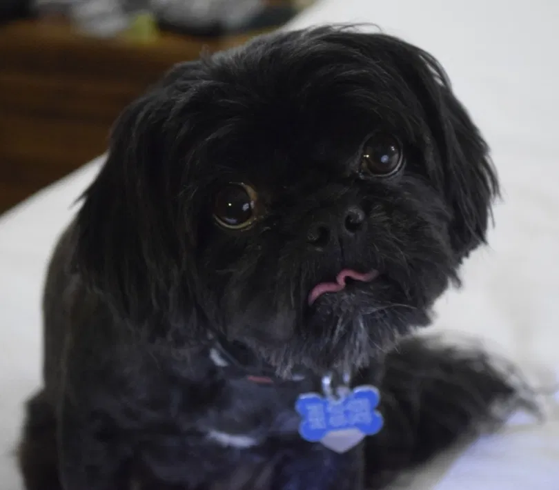 Lost dog in Spring, TX, 77388