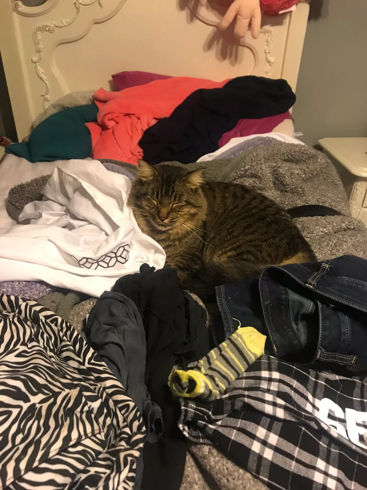 Lost cat in Powell, TN, 37849