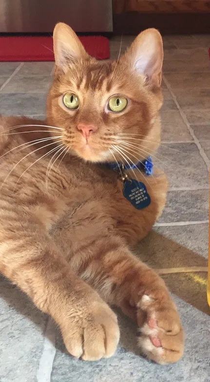 Lost cat in Charlotte, NC, 28227