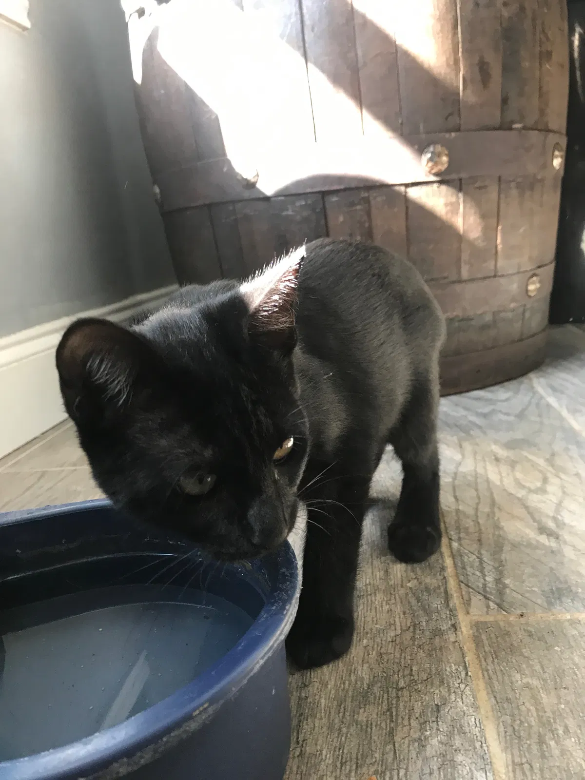 Lost cat in Pflugerville, TX, 78660