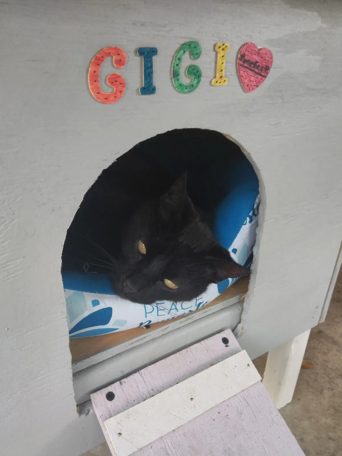 Lost cat in Plant City, FL, 33565