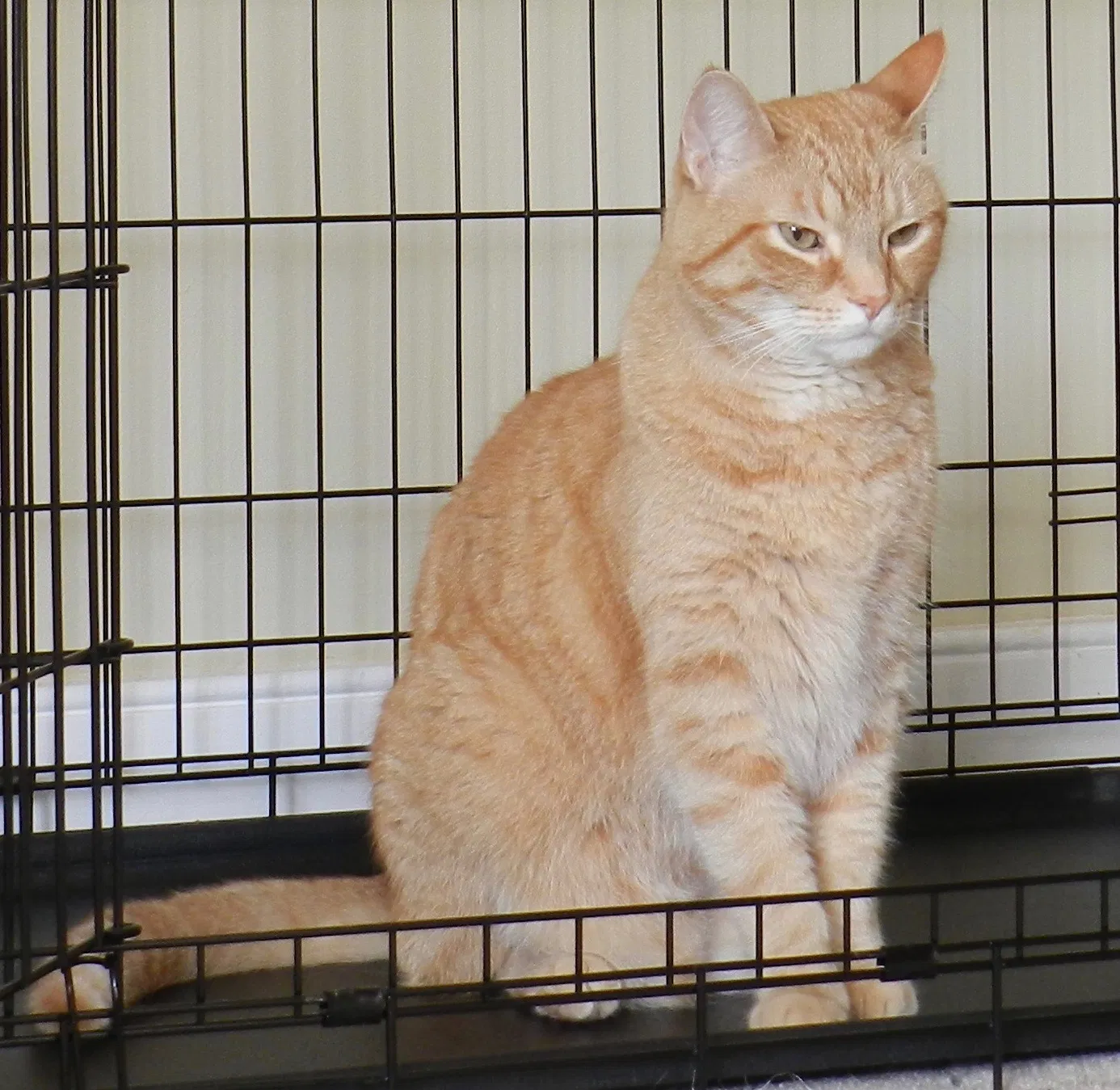 Lost cat in Henrico, VA, 23229