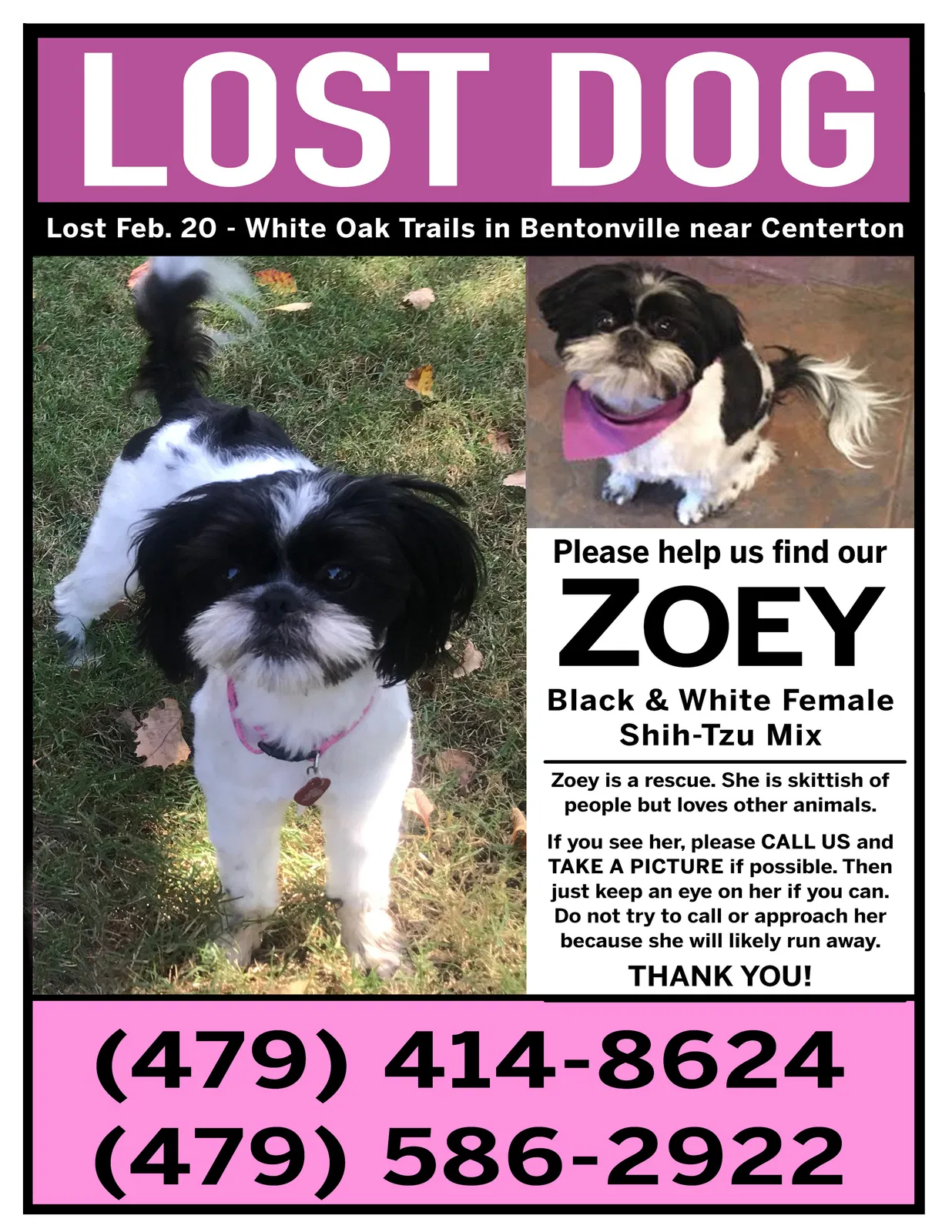 Lost dog in Bentonville, AR, 72712
