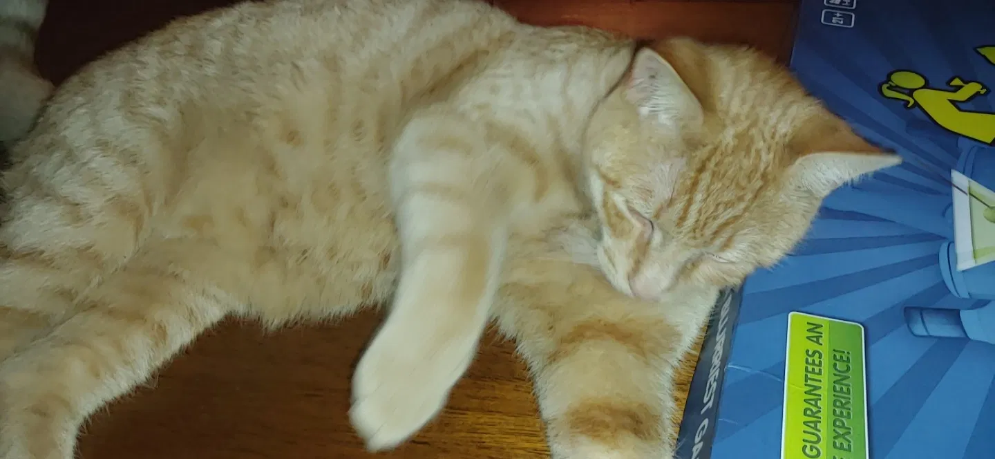 Lost cat in Brownstown, PA, 17508