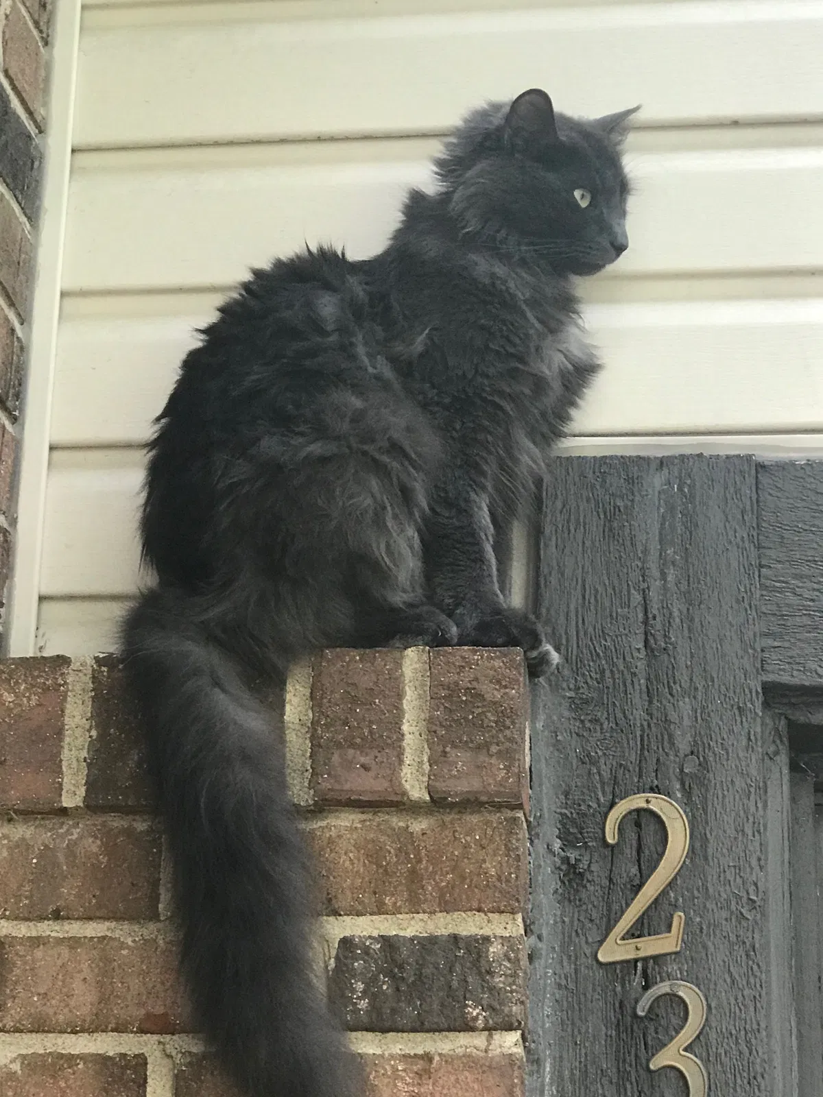 Lost cat in Saint Louis, MO, 63146