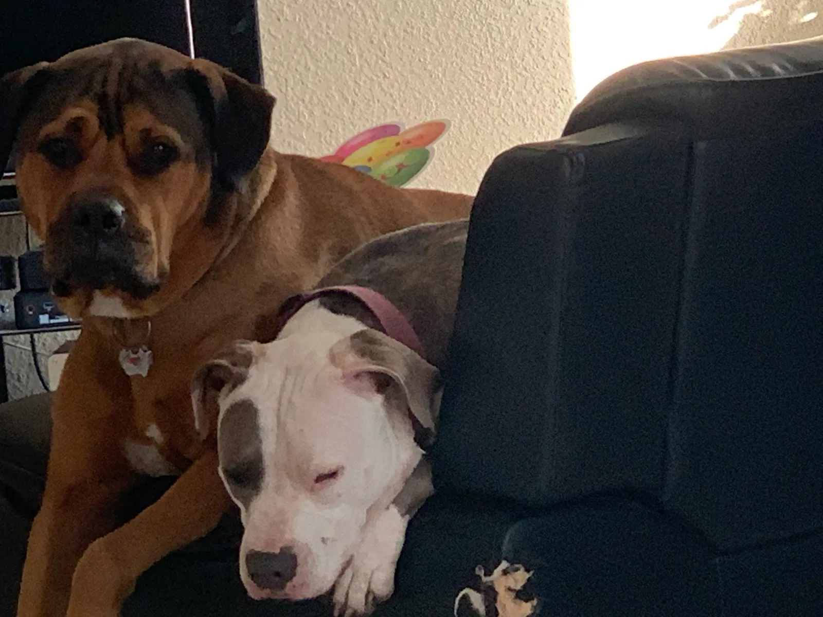 Lost dog in Stafford, TX, 77477