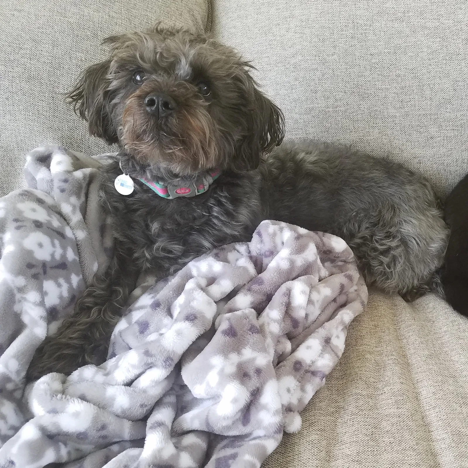 Lost dog in West Lafayette, IN, 47906